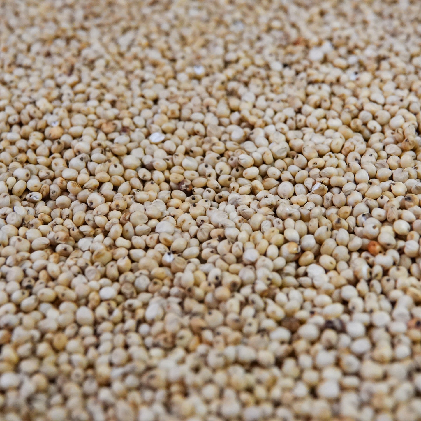 Sorghum Grain (Milo)
