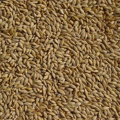 Barley Grain