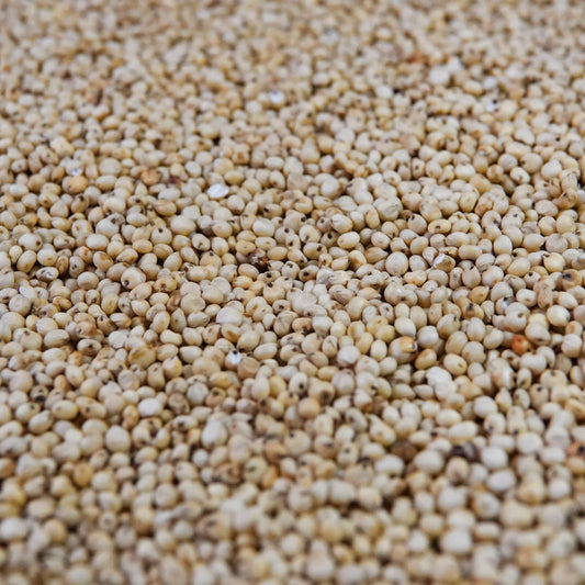Sorghum Grain (Milo)